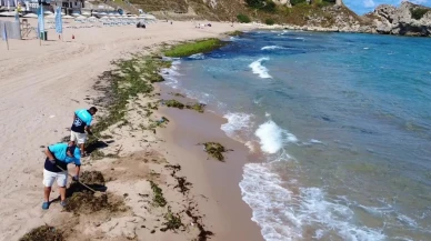 Şile Sahilinde Kuvvetli Rüzgarın Etkisiyle Yosunlar Kıyıya Vurdu