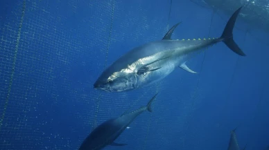 Türkiye Orkinos İhracatında Japonya Ve Güney Kore Öne Çıkıyor