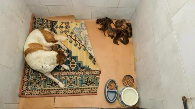 Esenyurt Belediyesi anne köpek ve yavrularını kurtardı
