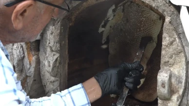 Rize'de karakovan balı Anzer Balı'nı geride bıraktı