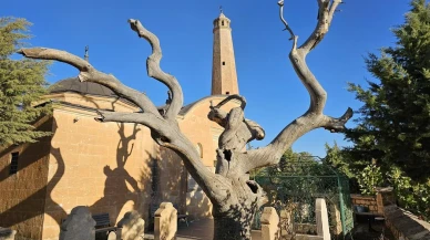 İkinci Ulusal Siirt Foto Safari Fotoğraf Yarışması ödül töreni yapıldı