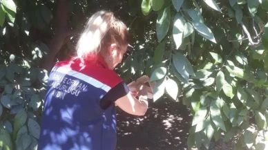 Söke'de turunçgil üreticileri için çiftçi toplantısı düzenlendi
