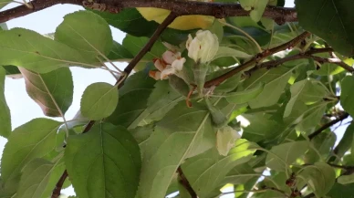 Gümüşhane'de elma ağacı sonbaharda çiçek açtı