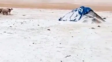 Ağrı'nın Diyadin ilçesinde erken kar yağışı Zeynel köyünü beyaza bürüdü