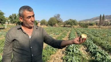 Aydın'da üreticiler enginarın katma değerini kaybettiğini belirtiyor