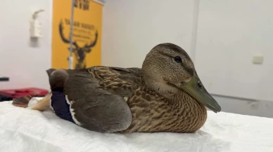 Bitkin Ördek Kocaeli’de Temizlik Çalışmalarında Bulunarak Ormanya’da Tedavi Edildi