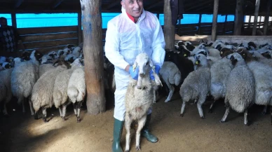 Kars'ta küçükbaş hayvanlar kayıt altına alınıyor ve aşılanıyor