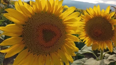 Karadenizbirlik ayçiçeği alım fiyatını 29 bin lira olarak açıkladı