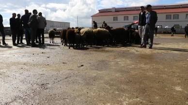 Ağrı’da canlı hayvan borsası 10 eylül’de yeniden açılıyor