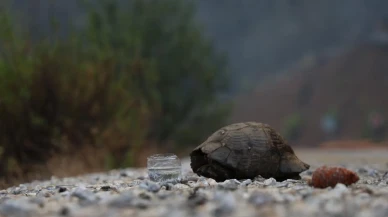 Muğla'nın Köyceğiz ilçesinde orman yangını doğal yaşamı tehdit etti