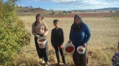 Yozgat’ta kuşburnu toplama dönemi başladı şifa kaynağı yeniden sofralarda
