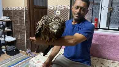 Osmaniye’de Ali Kötüğ bulduğu şahine ciğer dürüm söyledi