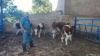 Aydın İl Tarım Müdürlüğü üreticilere şap hastalığı uyarısı yaptı