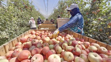 Karaman'da Zirai Don Elma Hasadını Ciddi Şekilde Etkiledi