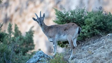 Munzur Dağları'nda koruma altındaki dağ keçileri drone ile görüntülendi
