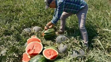 iPhone 17 almak için çiftçilerin tonlarca ürün satması gerekiyor