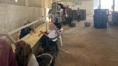 Arabanlı çiftçi Kadir Öztürk ata tohumu tesisi kurdu