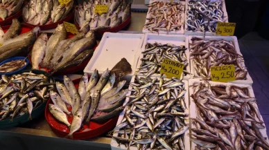 Balıkçılar Sezona İstavritle Başladı Palamut Avı Beklentileri Karşılamadı