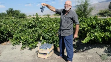 Erzincan’ın Üzümlü ilçesinde Cimin üzümü hasadı başladı