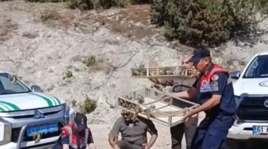 Kütahya'nın Gediz ilçesinde yakalanan 142 saka kuşu doğaya salındı