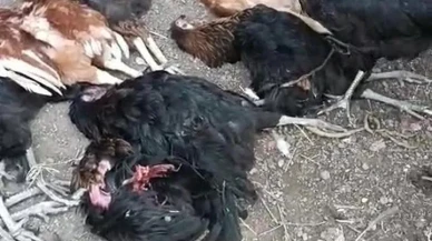 Hatay’da sokak köpekleri kümese girip 70 tavuğu öldürdü