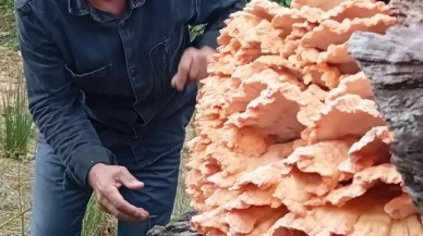 Rize'nin Ardeşen ilçesinde üç arkadaş ormanda kilolarca mantar buldu