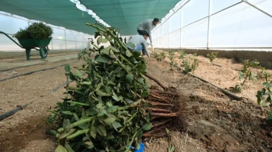 Erzincan Belediyesi explorer gül serası ile şehir estetiğine katkı sağlıyor