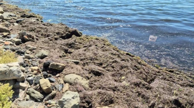 Tekirdağ’da Poyraz Fırtınası Sonrası Kızıl Yosunlar Kıyıya Vurdu