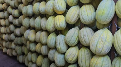 Kırkağaç kavunu klimalı depolarda kışa hazırlanıyor ve AB'den coğrafi tescil aldı