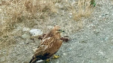 Daday'da yaralı şahin Doğa Koruma ekiplerince tedavi altına alındı
