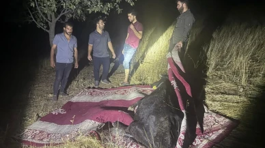 Hakkari Derecik'te rahatsızlanan inek halıyla taşınarak kurtarıldı