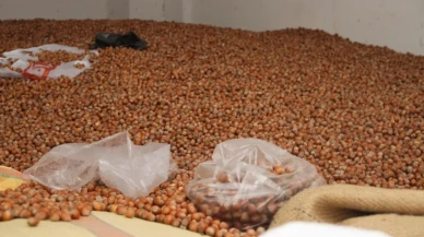 Çarşamba’da 50 randıman fındık fiyatları 300 TL’ye yükseldi