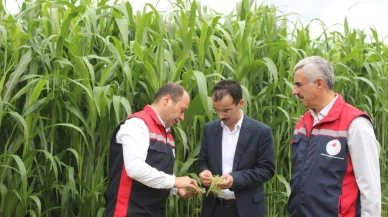 Tokat'ta TAKE Projesi ile sorgum sudan otu hasadı yapıldı