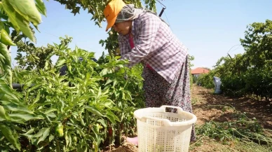 Manisa'nın Emcelli biberi üzüm bağları nedeniyle yok oluyor