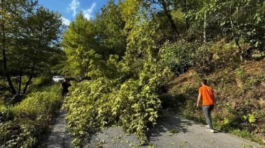 Zonguldak Alaplı’da vatandaşlar devrilen ağacı kaldırarak trafiği normale döndürdü