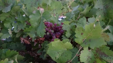 Malatya Akçadağ’da Kuru Üzüm Üreticilerini Sevindirdi