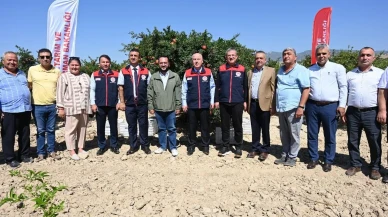 Denizli'de nar hasadı başladı ve üreticiler iş başında