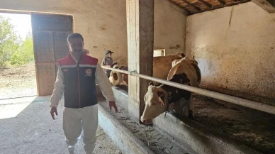 Bitlis Tarım ve Orman Müdürlüğü şap hastalığına karşı aşılama çalışmalarını sürdürüyor