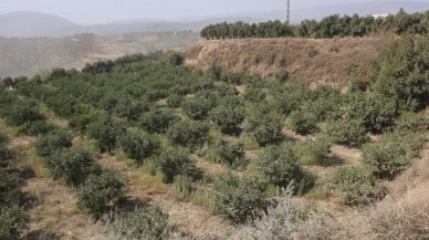 Hatay'da Mısırlı şahıs hemşehrisini satırla öldürdü ve iz takip köpeği pamukla
