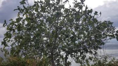 Sinop'ta şiddetli fırtına ormanlık alanlarda hasara yol açtı