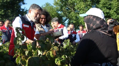 İbrahim Yumaklı Bolu’da ahududu üretimini inceledi