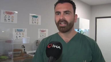 İstanbul'da aşırı meyve yiyen ayı Cerrahpaşa Veteriner Fakültesi'nde tedavi edildi