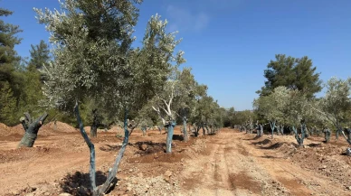 Muğla Milas'ta 151 zeytin ağacı bilimsel yöntemlerle taşındı