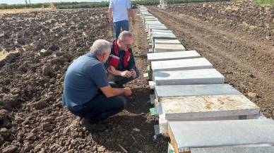 Halitpaşa'da arı ölümleri İlçe Tarım ve Orman Müdürlüğü tarafından inceleniyor