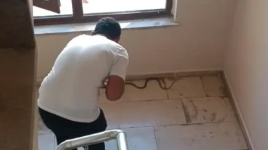 Şırnak'ta apartmanda görülen yılan sakinleri korkuttu