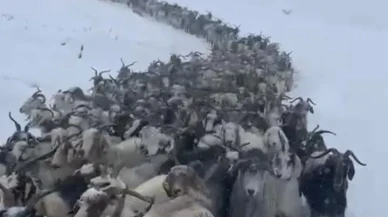 Rize'nin Çamlıhemşin ilçesinde mahsur kalan 500 küçükbaş hayvan kurtarıldı