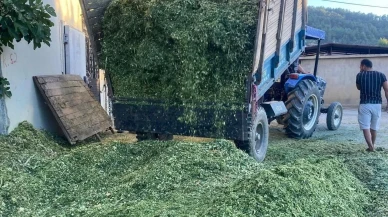 Manisa’nın Sarıgöl ilçesinde çiftçiler mısır slaj yemi hazırlıyor