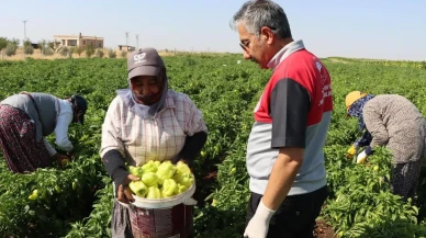 Adıyaman’da biber hasadı başladı İl Tarım Müdürü saha ziyaretinde