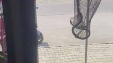 Hatay'ın Samandağ ilçesinde market dolabına giren yılan itfaiye tarafından yakalandı