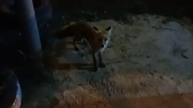 Bayburt'ta Tilki Rıfkı her akşam alabalık tesisine balık yemeye geliyor